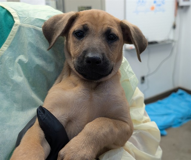Shelter Stray Female Dog last seen , 4000 N Silverbell Rd, Tucson, AZ 85745, USA