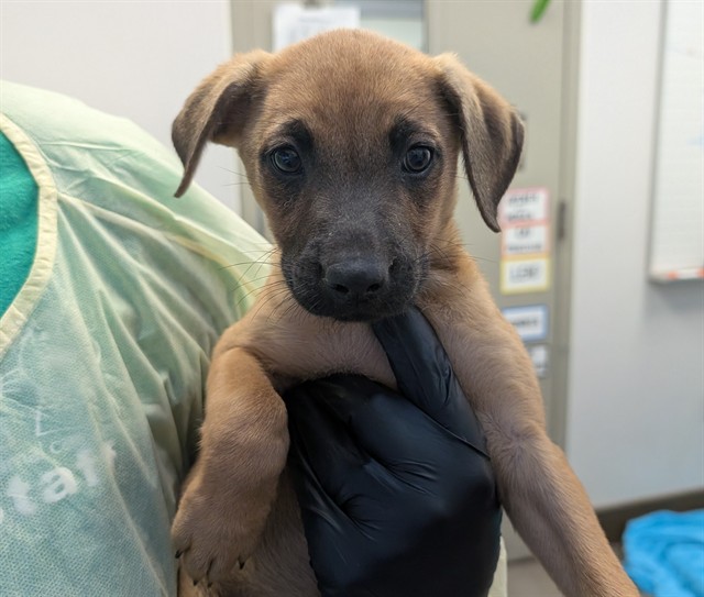 Shelter Stray Female Dog last seen , 4000 N Silverbell Rd, Tucson, AZ 85745, USA