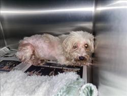 Shelter Stray Unknown Dog last seen , 1850 W 60th St, Los Angeles, CA 90047, USA