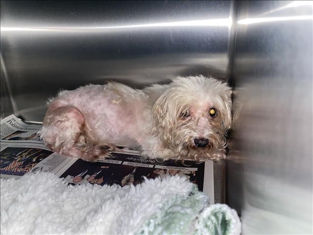 Shelter Stray Unknown Dog last seen , 1850 W 60th St, Los Angeles, CA 90047, USA