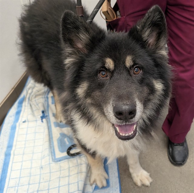 Shelter Stray Male Dog last seen , 4000 N Silverbell Rd, Tucson, AZ 85745, USA