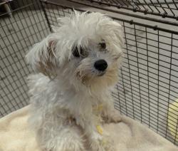 Shelter Stray Male Dog last seen , 4000 N Silverbell Rd, Tucson, AZ 85745, USA