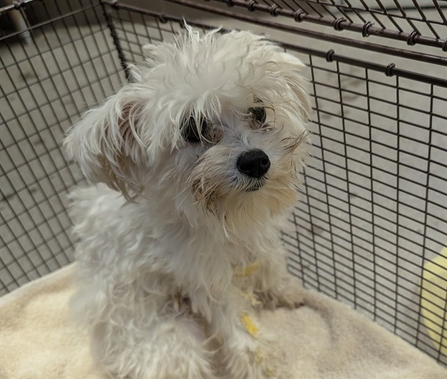 Shelter Stray Male Dog last seen , 4000 N Silverbell Rd, Tucson, AZ 85745, USA