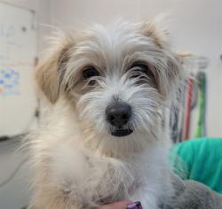 Shelter Stray Male Dog last seen , 4000 N Silverbell Rd, Tucson, AZ 85745, USA