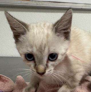 Shelter Stray Female Cat last seen , 600 Aviation Dr, Camarillo, CA 93010, USA