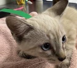 Shelter Stray Female Cat last seen , 600 Aviation Dr, Camarillo, CA 93010, USA
