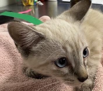 Shelter Stray Female Cat last seen , 600 Aviation Dr, Camarillo, CA 93010, USA