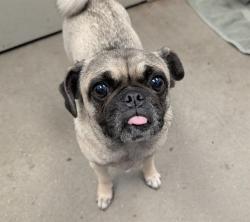 Shelter Stray Female Dog last seen , 4000 N Silverbell Rd, Tucson, AZ 85745, USA