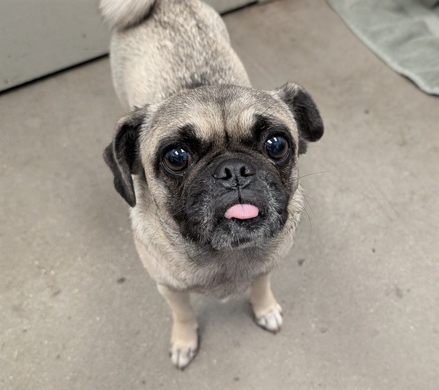 Shelter Stray Female Dog last seen , 4000 N Silverbell Rd, Tucson, AZ 85745, USA