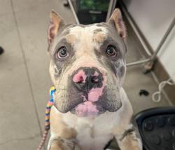 Shelter Stray Male Dog last seen , 4000 N Silverbell Rd, Tucson, AZ 85745, USA