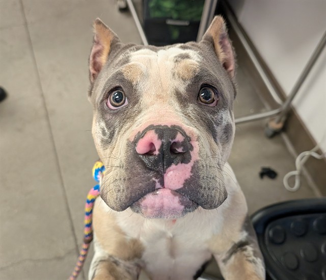 Shelter Stray Male Dog last seen , 4000 N Silverbell Rd, Tucson, AZ 85745, USA