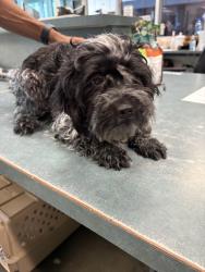 Shelter Stray Female Dog last seen , West Valley Animal Shelter, 20655 Plummer St, Chatsworth, CA 91311, USA