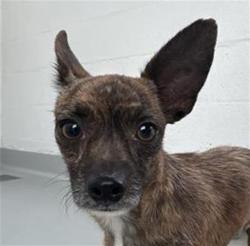 Shelter Stray Male Dog last seen Near BLOCK N PROSPECT AVE, FRESNO CA 93722 4033, 5277 E Airways Blvd, Fresno, CA 93727, USA
