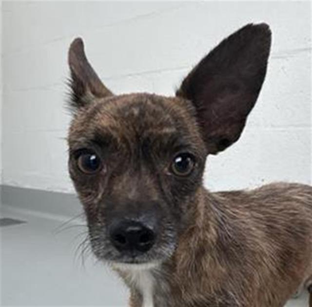 Shelter Stray Male Dog last seen Near BLOCK N PROSPECT AVE, FRESNO CA 93722 4033, 5277 E Airways Blvd, Fresno, CA 93727, USA