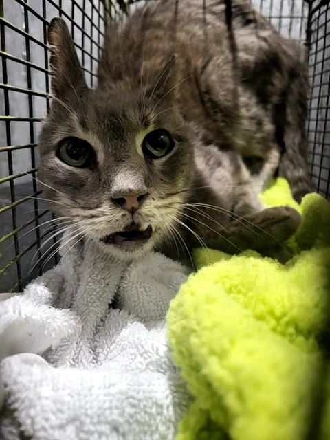 Shelter Stray Male Cat last seen Near BLOCK DATA POINT, 4710 TX-151, San Antonio, TX 78227, USA