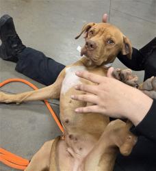 Shelter Stray Female Dog last seen LITCHFIELD RD AND SUPER SABRE ST, 2500 S 27th Ave, Phoenix, AZ 85009, USA