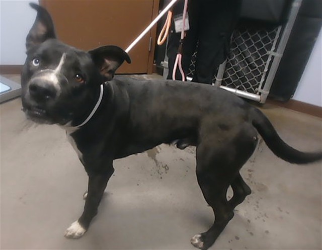Shelter Stray Male Dog last seen ORANGEWOOD AVE AND 41ST AVE, 2500 S 27th Ave, Phoenix, AZ 85009, USA