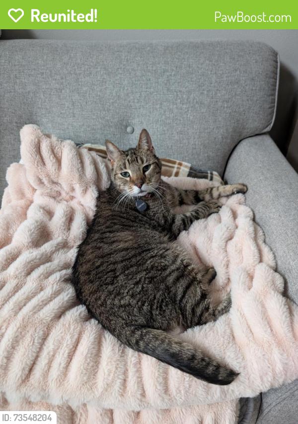 Reunited Male Cat last seen 21st and Alder, Seattle, WA 98122