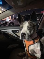 Found/Stray Male Dog last seen Stop 11 and Madison Ave, Indianapolis, IN 46237
