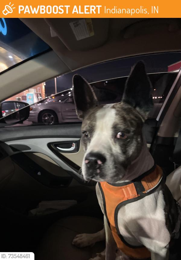 Found/Stray Male Dog last seen Stop 11 and Madison Ave, Indianapolis, IN 46237