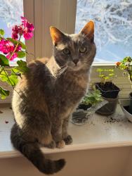 Lost Female Cat last seen Upper valley drive, New Milford, CT 06776