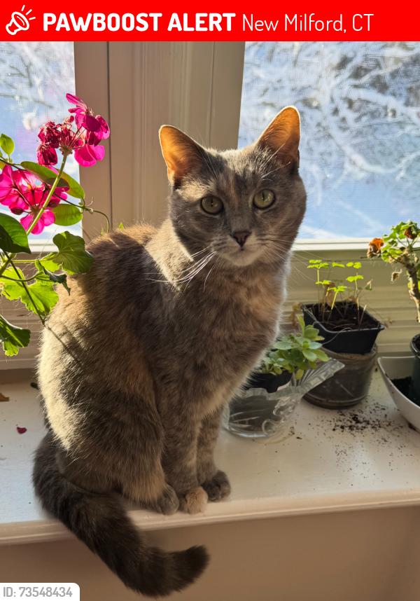 Lost Female Cat last seen Upper valley drive, New Milford, CT 06776
