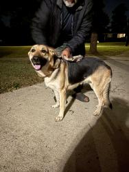 Found/Stray Female Dog last seen Nevitt Forest, Anderson, SC 29621