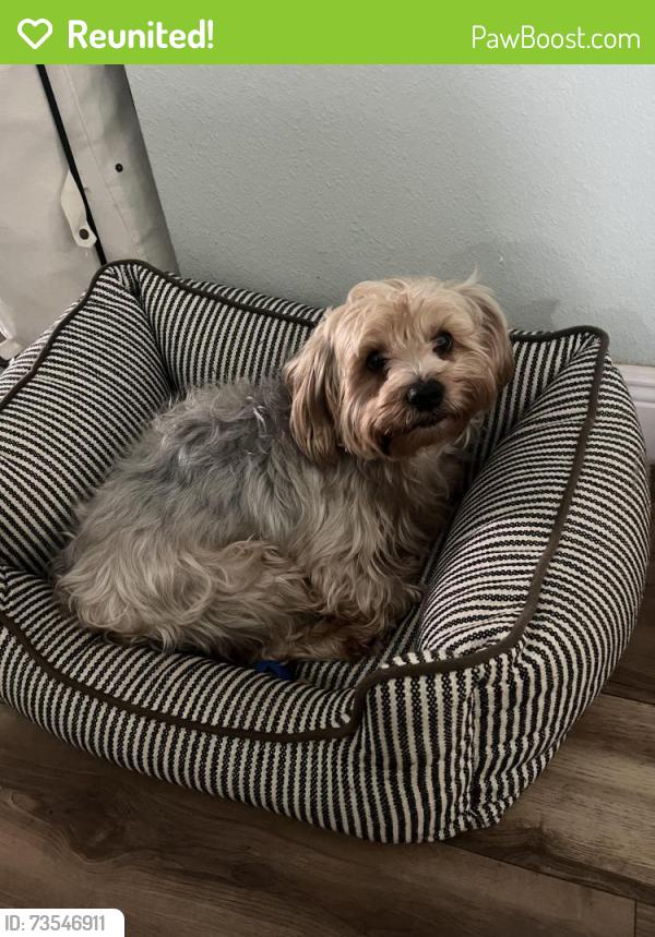 Reunited Male Dog last seen E. 108th Ave & Jasmine Ave., Tampa, FL 33612