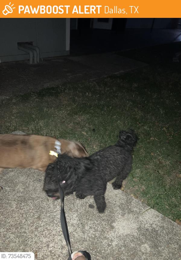 Found/Stray Male Dog last seen Live Oak x Munger, Dallas, TX 75206