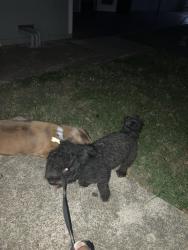 Found/Stray Male Dog last seen Live Oak x Munger, Dallas, TX 75206
