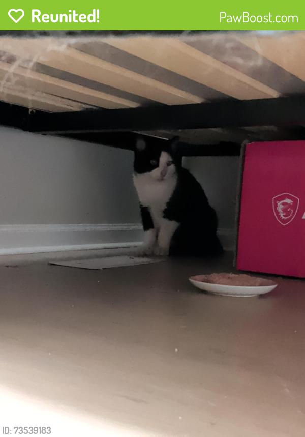 Reunited Male Cat last seen Shawford way in Elgin, Elgin, IL 60120