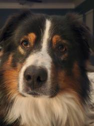 Reunited Male Dog last seen Beadreux ests drive and large cross off 249, Tomball, TX 77377