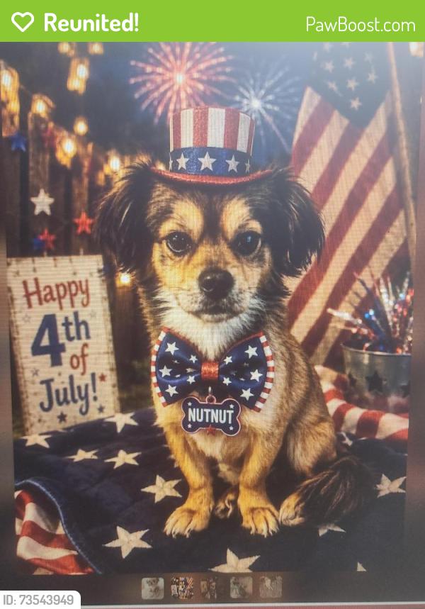 Reunited Male Dog last seen Thrasher/Meadow/Oldfeild, Homosassa Springs, FL 34446