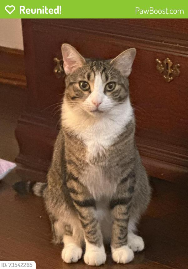 Reunited Male Cat last seen Feeney Drive, Edgewater Drive, Clennon Drive, Minooka, IL 60447