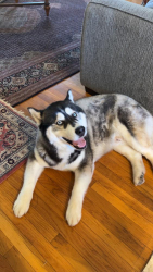 Reunited Male Dog last seen Anthony and Tonkin, Orangevale, CA 95662