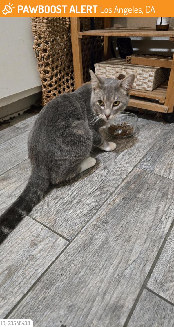 Found/Stray Male Cat last seen Runyon canyon trail, Los Angeles, CA 90046