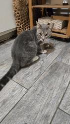 Found/Stray Male Cat last seen Runyon canyon trail, Los Angeles, CA 90046