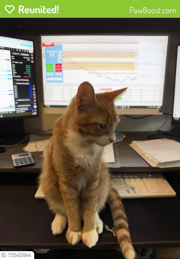 Reunited Male Cat last seen Bayberry court and bayberry lane, Jensen Beach, FL 34957