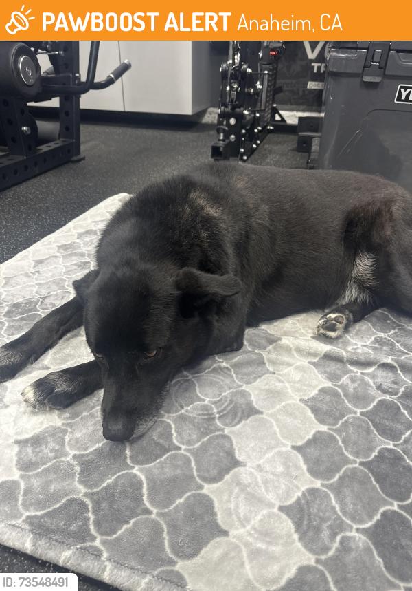 Found/Stray Male Dog last seen Stage Couch, Anaheim, CA 92808