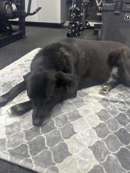 Found/Stray Male Dog last seen Stage Couch, Anaheim, CA 92808
