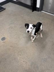 Shelter Stray Male Dog last seen Near Willey, 2nd District, OH, 9203 Detroit Ave, Cleveland, OH 44102, USA