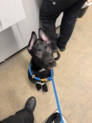 Shelter Stray Male Dog last seen Near W 25 Unit 550, 2nd District, OH, 9203 Detroit Ave, Cleveland, OH 44102, USA