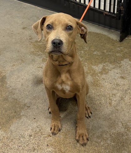 Shelter Stray Male Dog last seen Near E 157, 5th District, OH, 9203 Detroit Ave, Cleveland, OH 44102, USA