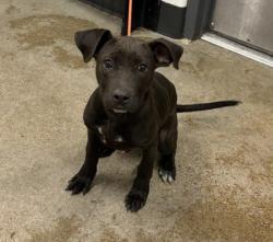 Shelter Stray Male Dog last seen Near E 157, 5th District, OH, 9203 Detroit Ave, Cleveland, OH 44102, USA