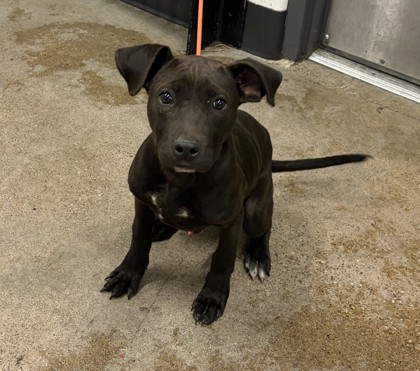 Shelter Stray Male Dog last seen Near E 157, 5th District, OH, 9203 Detroit Ave, Cleveland, OH 44102, USA