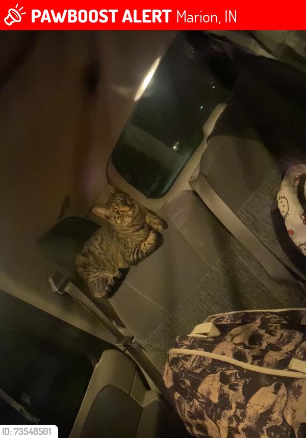 Lost Male Cat last seen Ultimutt dog park, Marion, IN 46952