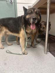 Shelter Stray Male Dog last seen 54th ave and holland, Oakland,, 1101 29th Ave, Oakland, CA 94601, USA