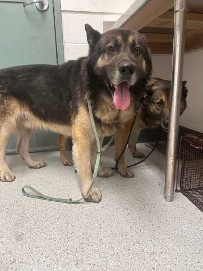 Shelter Stray Male Dog last seen 54th ave and holland, Oakland,, 1101 29th Ave, Oakland, CA 94601, USA