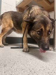 Shelter Stray Female Dog last seen 54th ave and holland, Oakland,, 1101 29th Ave, Oakland, CA 94601, USA
