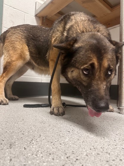 Shelter Stray Female Dog last seen 54th ave and holland, Oakland,, 1101 29th Ave, Oakland, CA 94601, USA